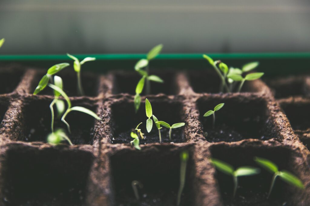 Grow and Poultry Lights